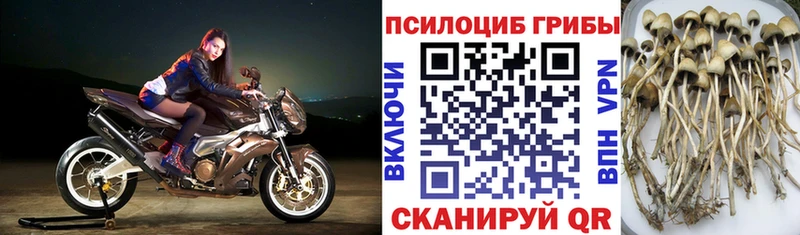 Галлюциногенные грибы прущие грибы  купить наркоту  Удомля 